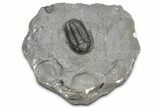 Colorful Proetid Trilobite - Jorf, Morocco #362847-1